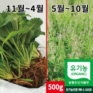 유기농 곰보배추 자연산 생초+뿌리포함 효능